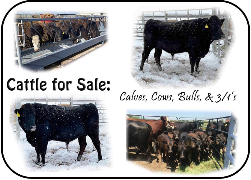 Flying A Wagyu Cattle for Sale CALVES, COWS, BULLS, and 3/1'S